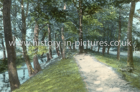 Old Roman Encampment, Ambersbury Banks, Epping Forest, Essex. c.1906